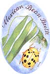 Mexican Bean Beetle.